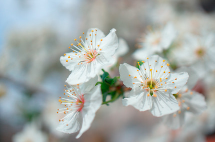 spring